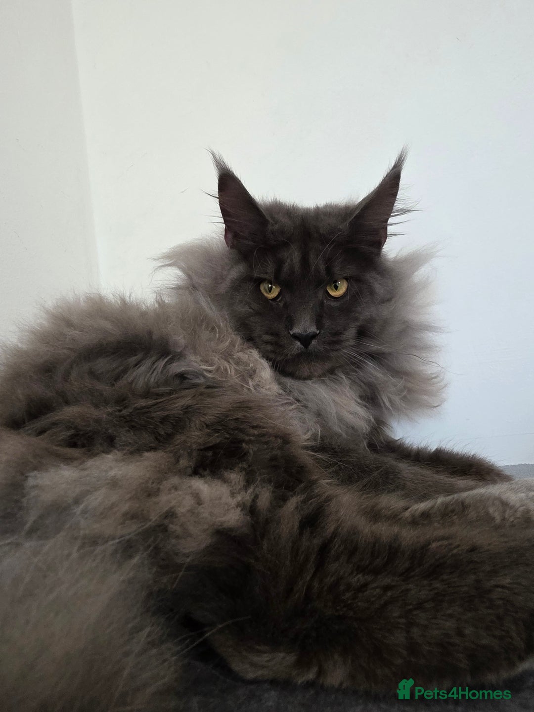 Maine Coon cats for stud: !!Championship maine coon stud!! - Image 2