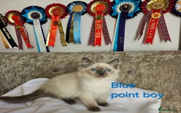 Ragdoll cats for sale: GCCF REGISTERED PEDIGREE RAGDOLL KITTENS - Image 18