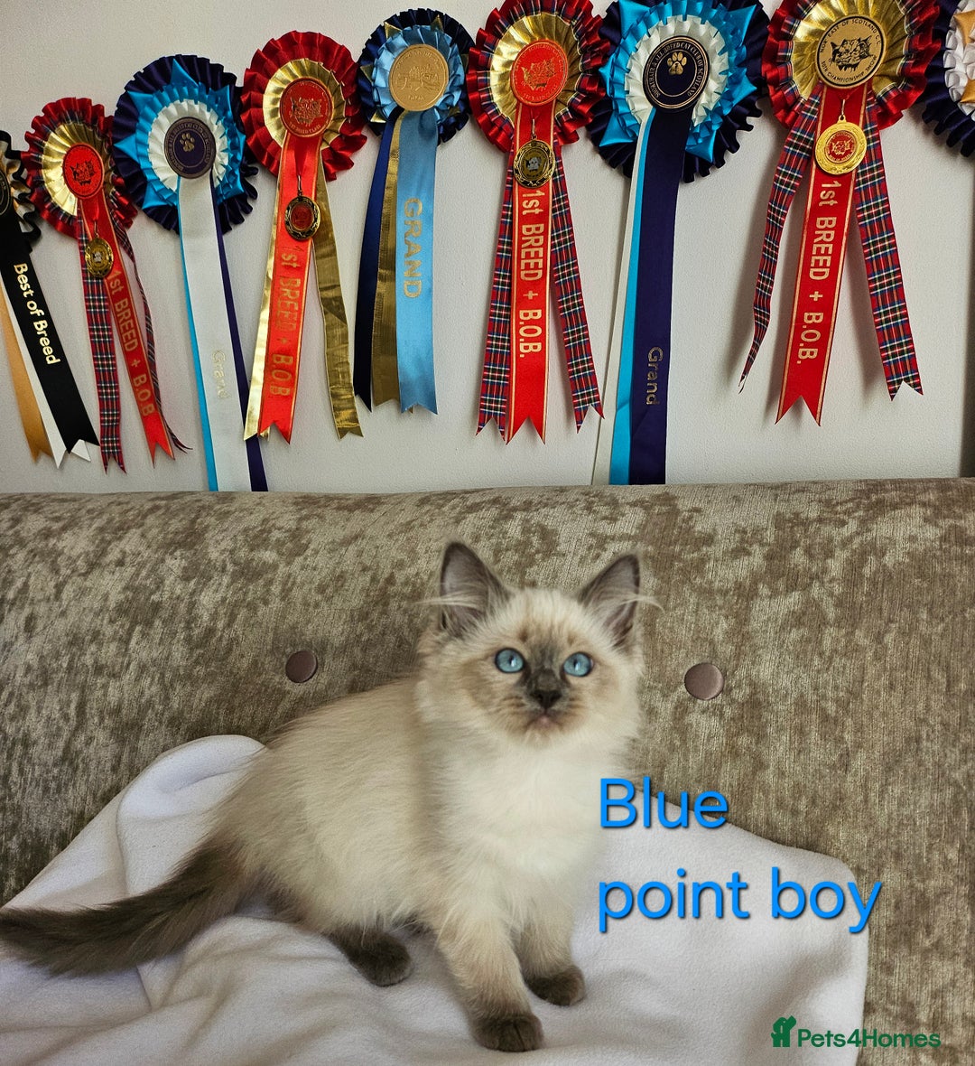 Ragdoll cats for sale: GCCF REGISTERED PEDIGREE RAGDOLL KITTENS - Image 18