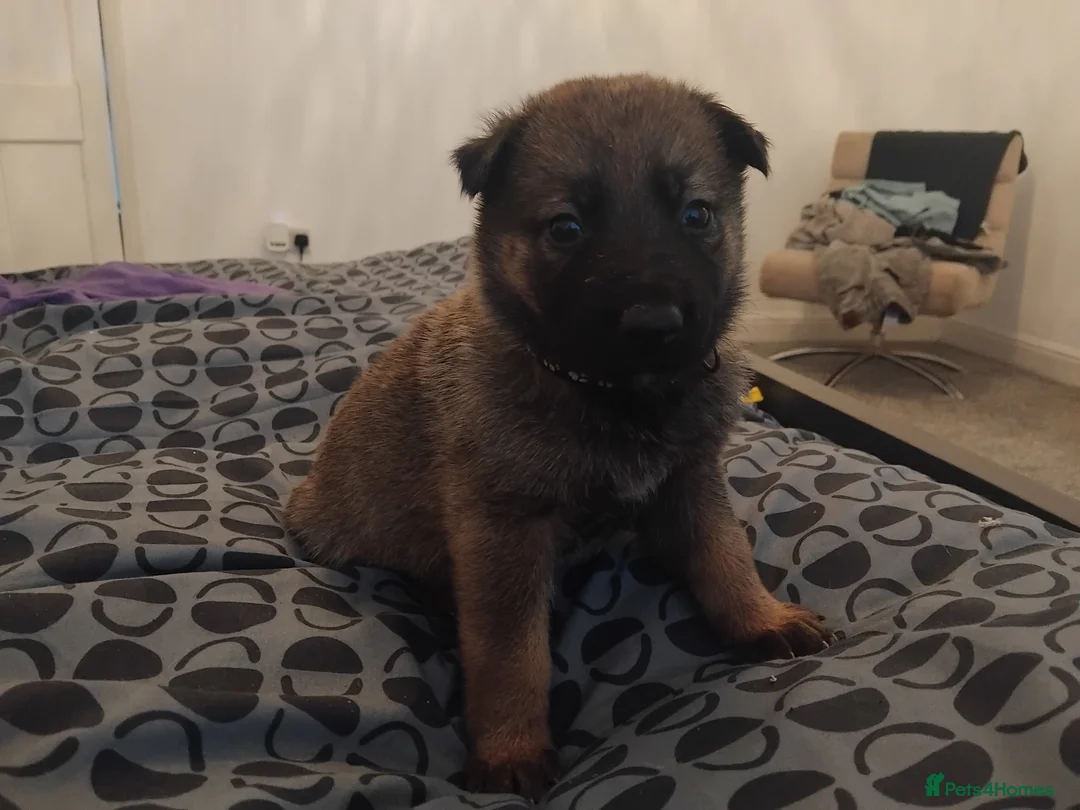 German Shepherd dogs for sale: German shepherd Puppies - Advert 24