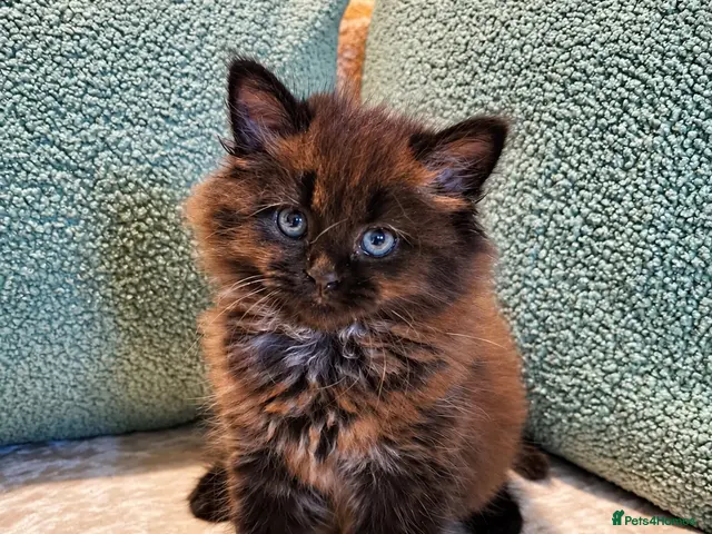 Mixed Breed cats for sale: Beautiful Maine Coon Kittens - Advert 5