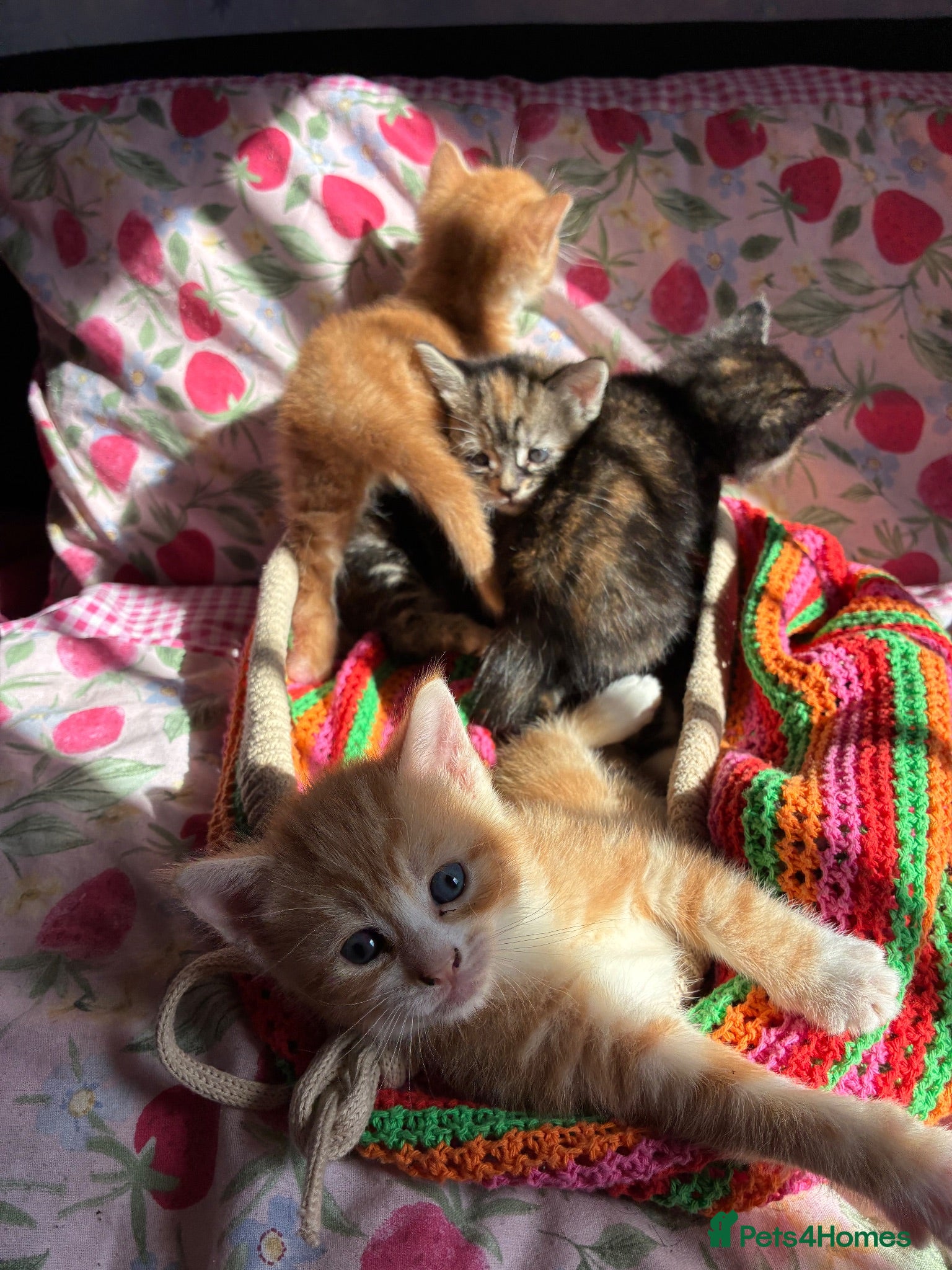Mixed Breed cats 2 beautiful playful kittens - Advert 1