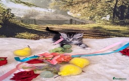 British Shorthair cats for sale: British Shorthair Tabby  - Image 13