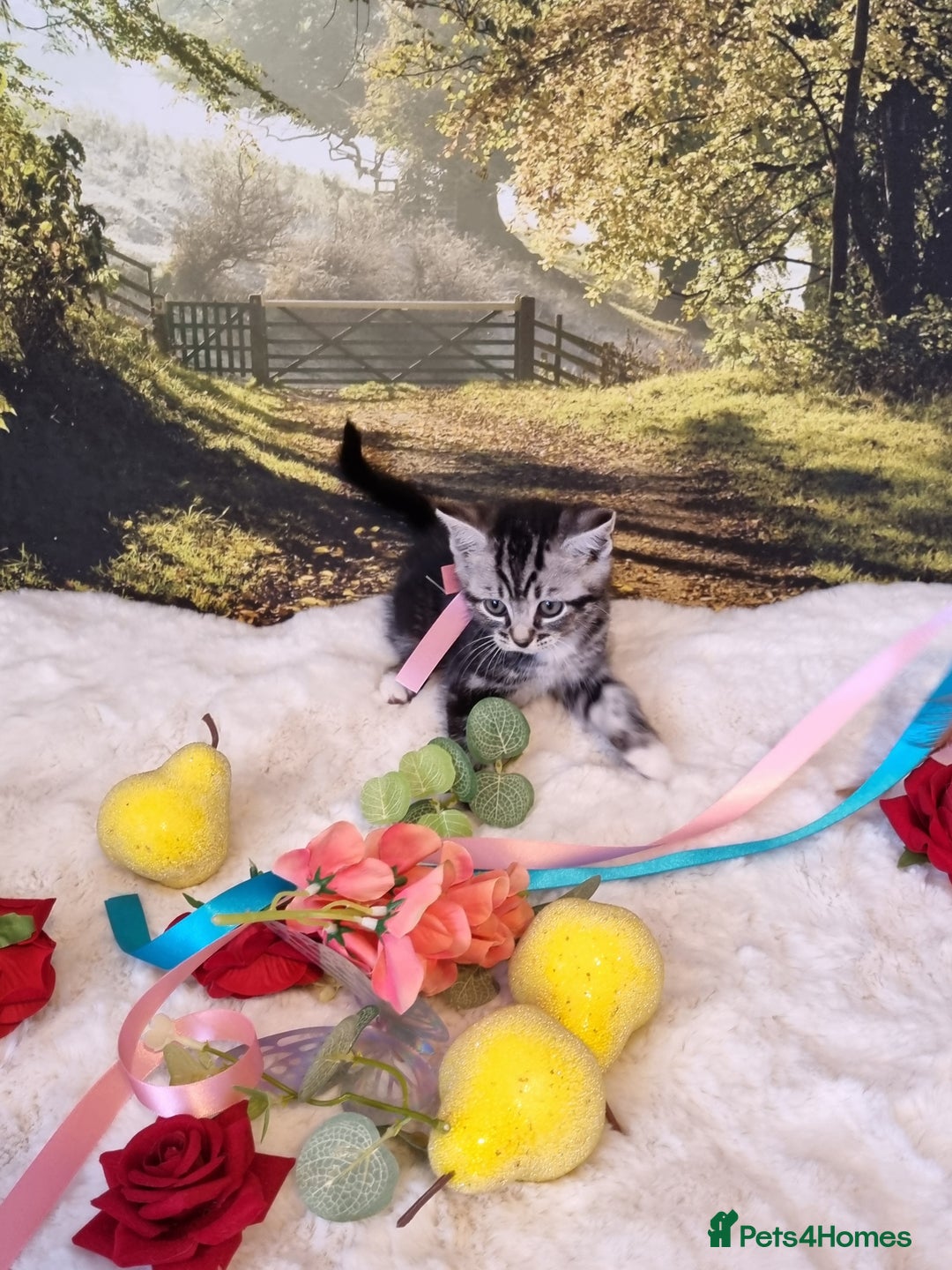 British Shorthair cats for sale: British Shorthair Tabby  - Image 13