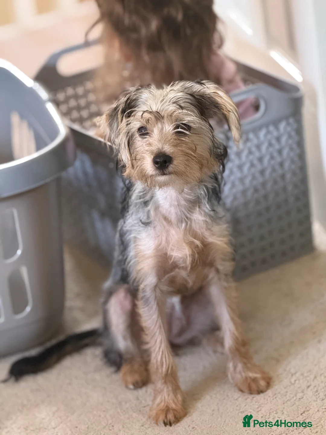 Mixed Breed dogs for sale: Adorable puppy in Ashford - Advert 3
