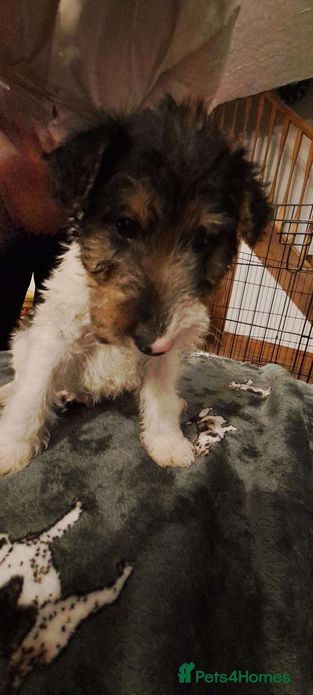 Fox Terrier dogs for sale: Wire haired fox terrier puppies  - Advert 6