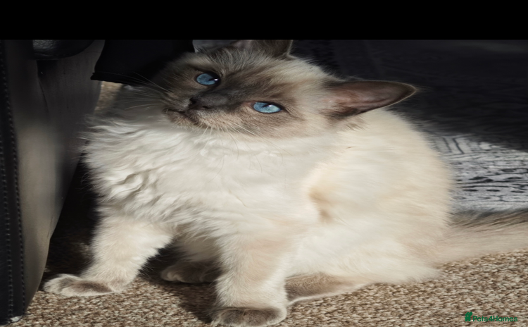Ragdoll cats - Advert 1