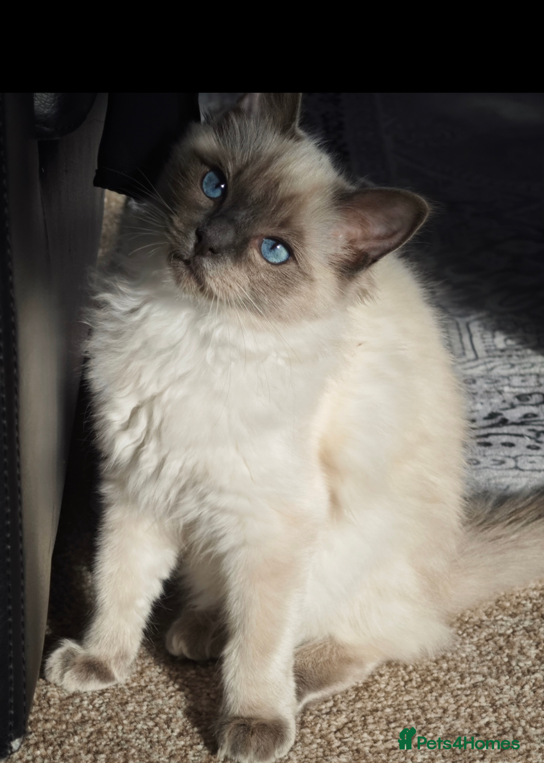 Ragdoll cats for sale: 2😻Ragdoll kittens 💕 - Image 1