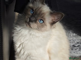 Ragdoll cats - Advert 33