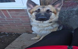 German Shepherd dogs for sale: 1 year old female GSD - Image 3