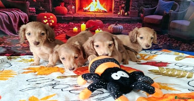 Miniature Dachshund dogs - Advert 7