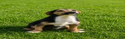 Jack Russell dogs for sale: Jack russel male dog for sale  in Uttoxeter - Advert 4