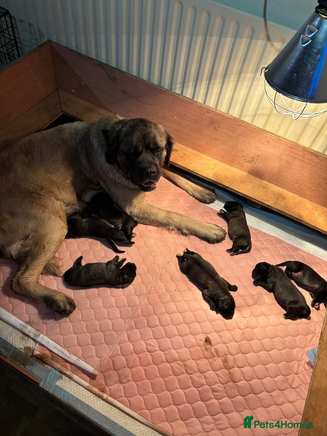 Mastiff dogs for sale: Kc registered old English mastiff puppies - Advert 1
