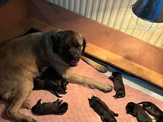 Mastiff dogs Kc registered old English mastiff puppies - Advert 5
