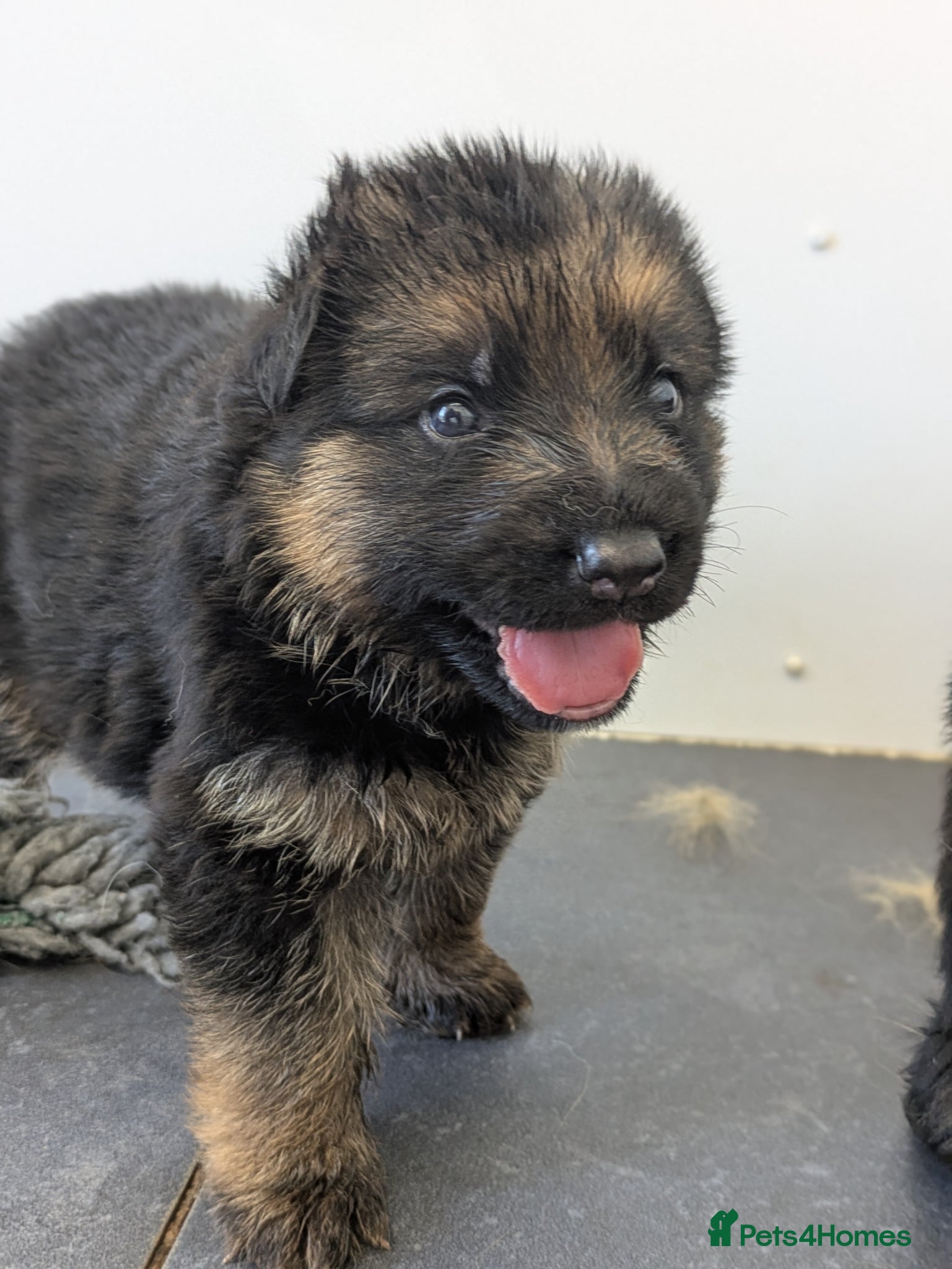 German Shepherd dogs Champion Show-Line KC Pups, Health Tested Parents - Advert 1