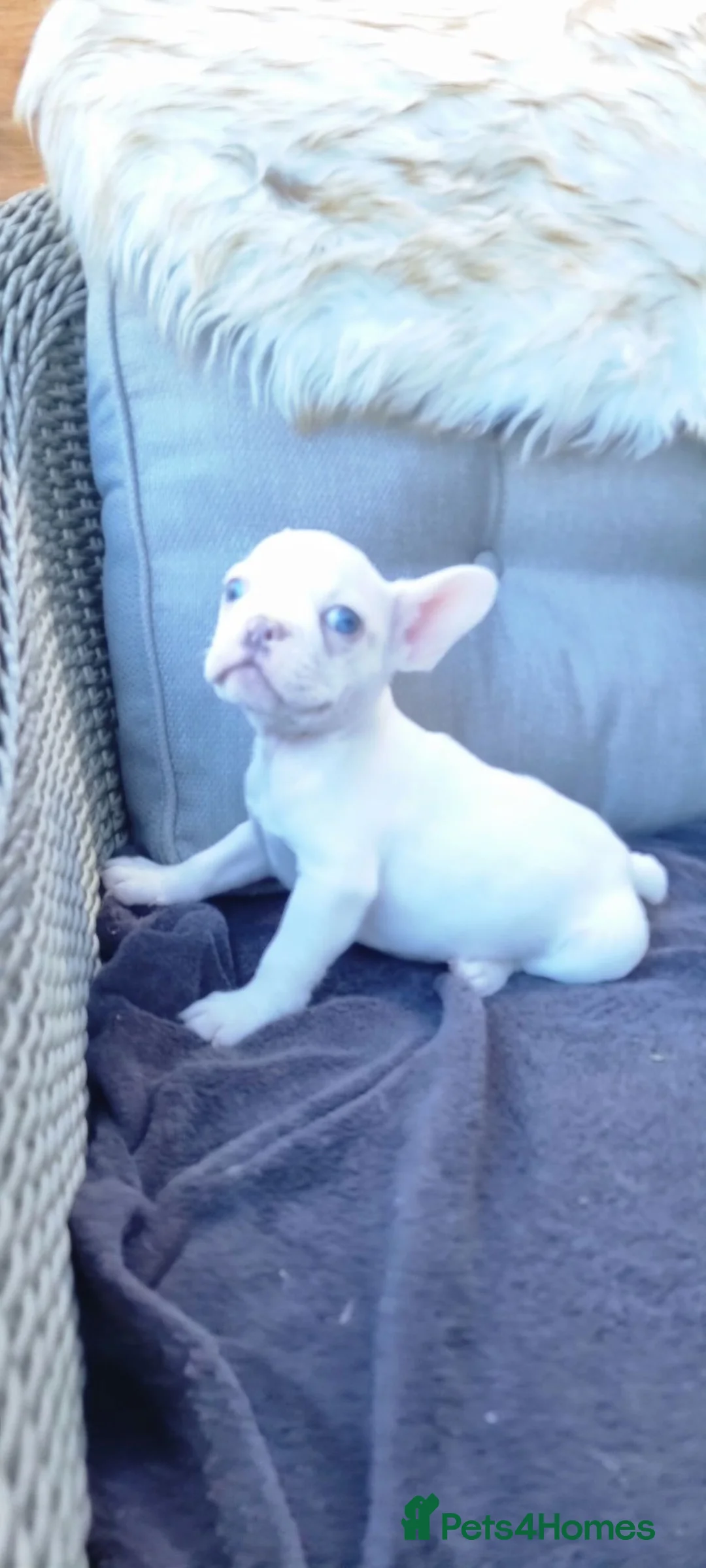 French Bulldog dogs for sale: Stunning White/pied French Bulldogs - Advert 8