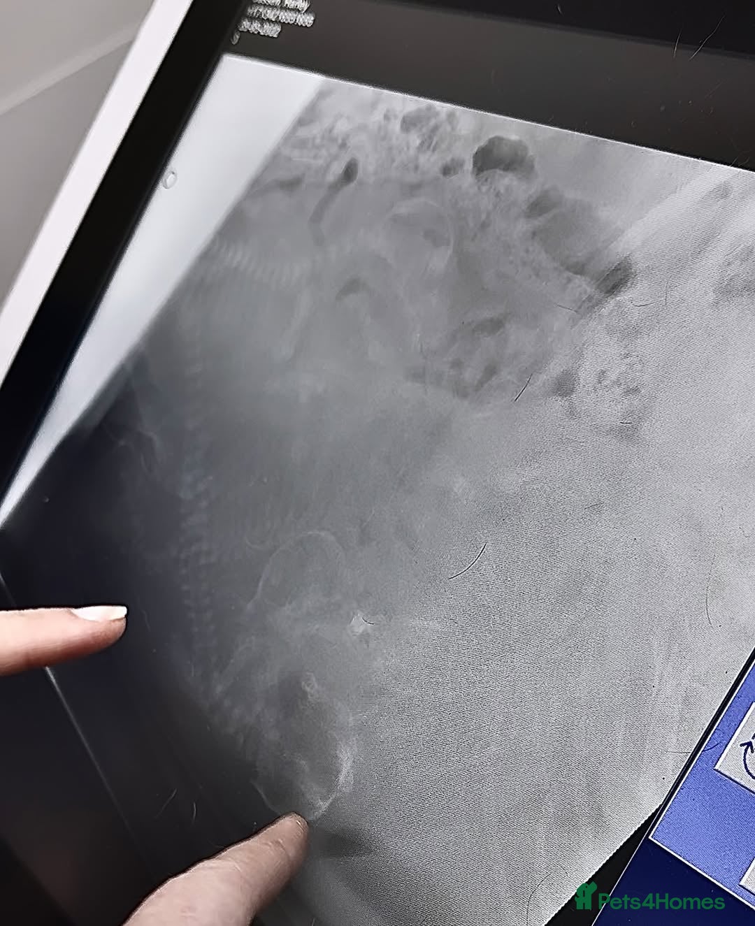 Great Dane dogs for sale: Great Danes Available–Gentle Giants in the Making - Advert 24