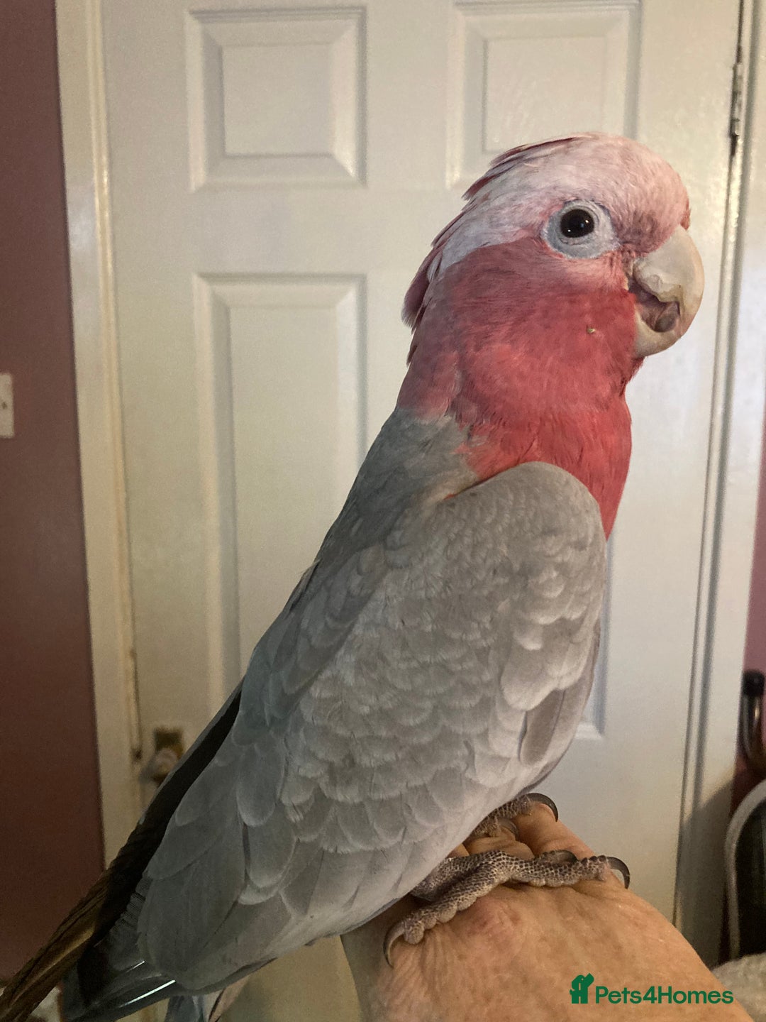 Cockatoo birds for sale: Male Galah cockatoo with cage - Advert 10