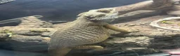 Bearded Dragon reptiles for sale: 5 year old bearded dragon  in Hartlepool - Advert 2