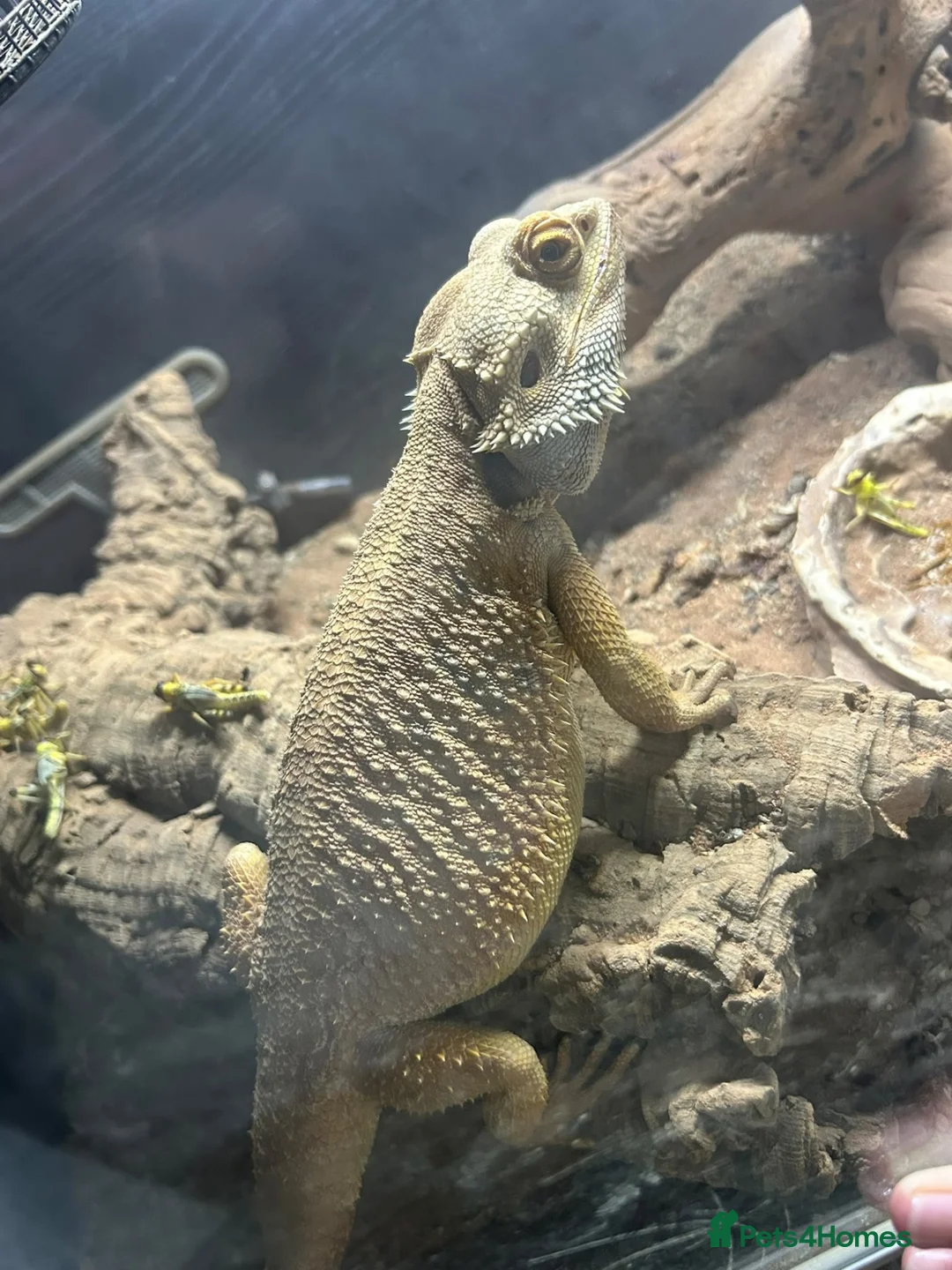 Bearded Dragon reptiles for sale: 5 year old bearded dragon  in Hartlepool - Advert 2