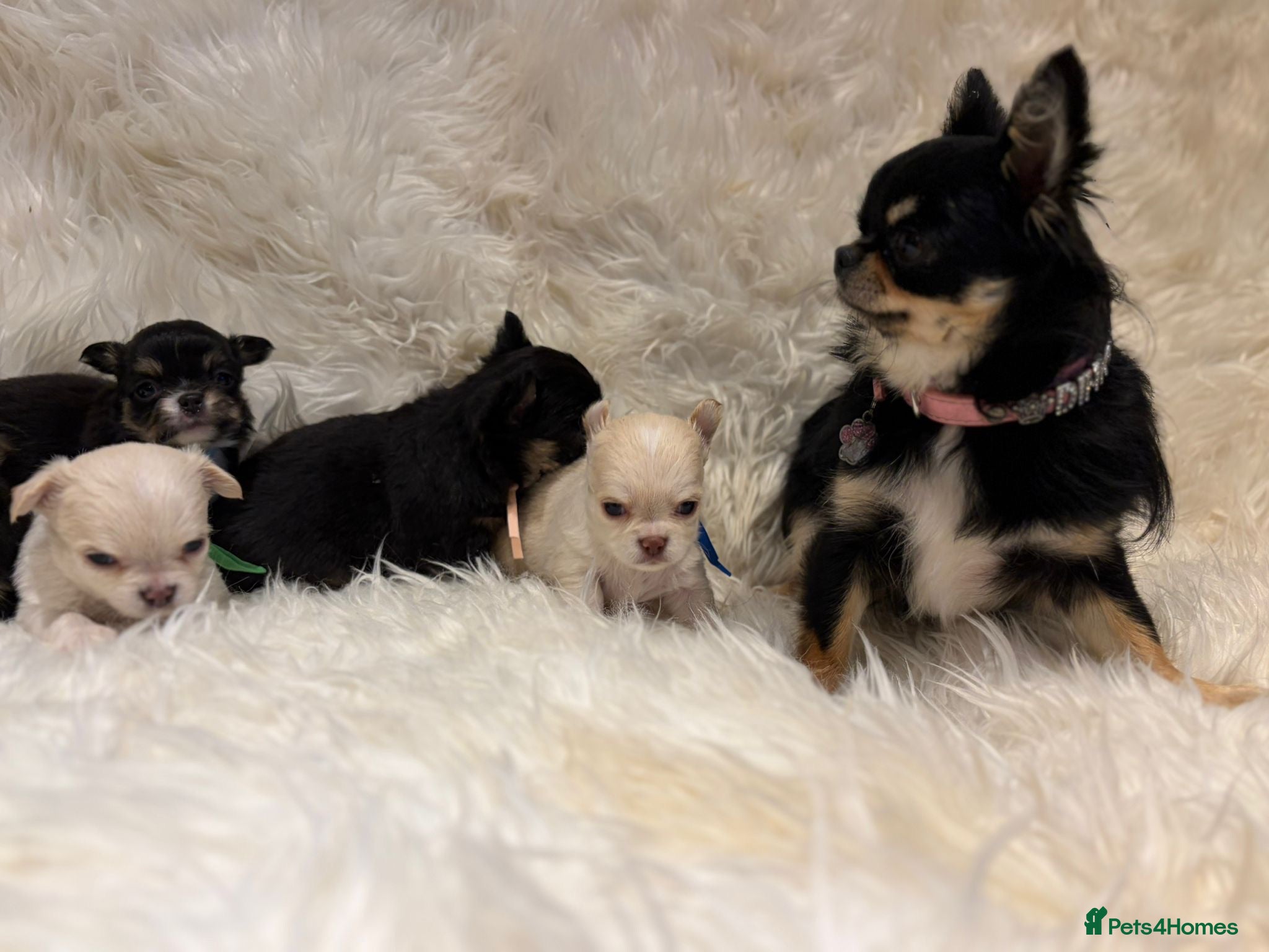 Chihuahua dogs 🐾 TINY KC registered Chihuahua puppies 🐾 - Advert 1