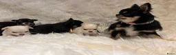 Chihuahua dogs for sale: 🐾 TINY KC registered Chihuahua puppies 🐾 - Advert 17