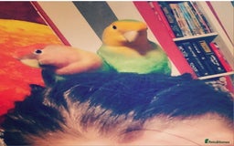 Lovebirds birds for sale: Lovebird looking for a new home - Image 4