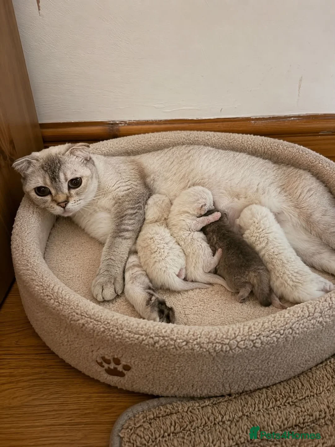 Scottish Fold cats for sale: Baby mix scotish fold🌸🐈❤️ in Chatham - Advert 1