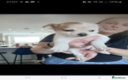 Mixed Breed dogs for sale: Jack russell, pomeranian, chihuahua girl pups - Image 3