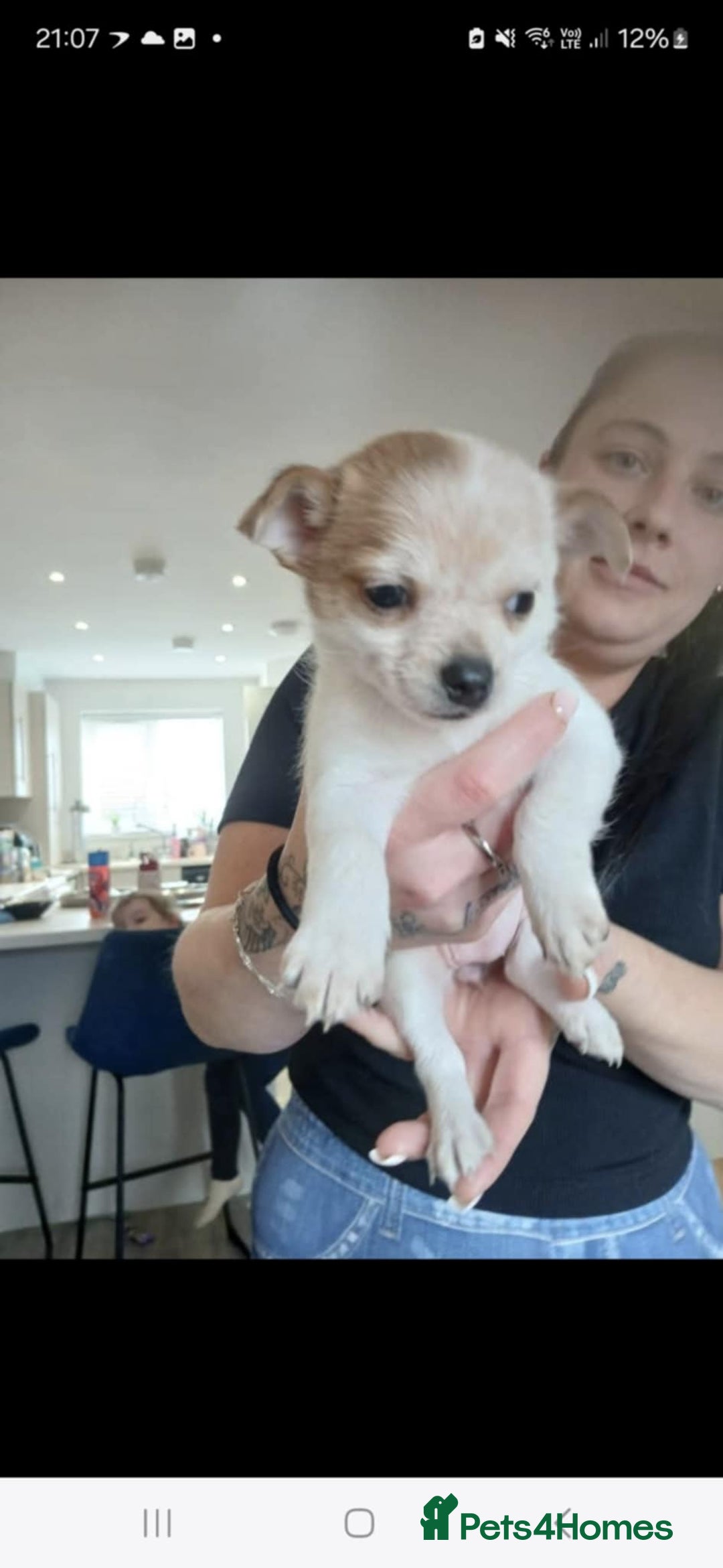 Mixed Breed dogs for sale: Jack russell, pomeranian, chihuahua girl pups - Image 3