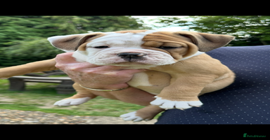 Old Tyme Bulldog dogs - Advert 1