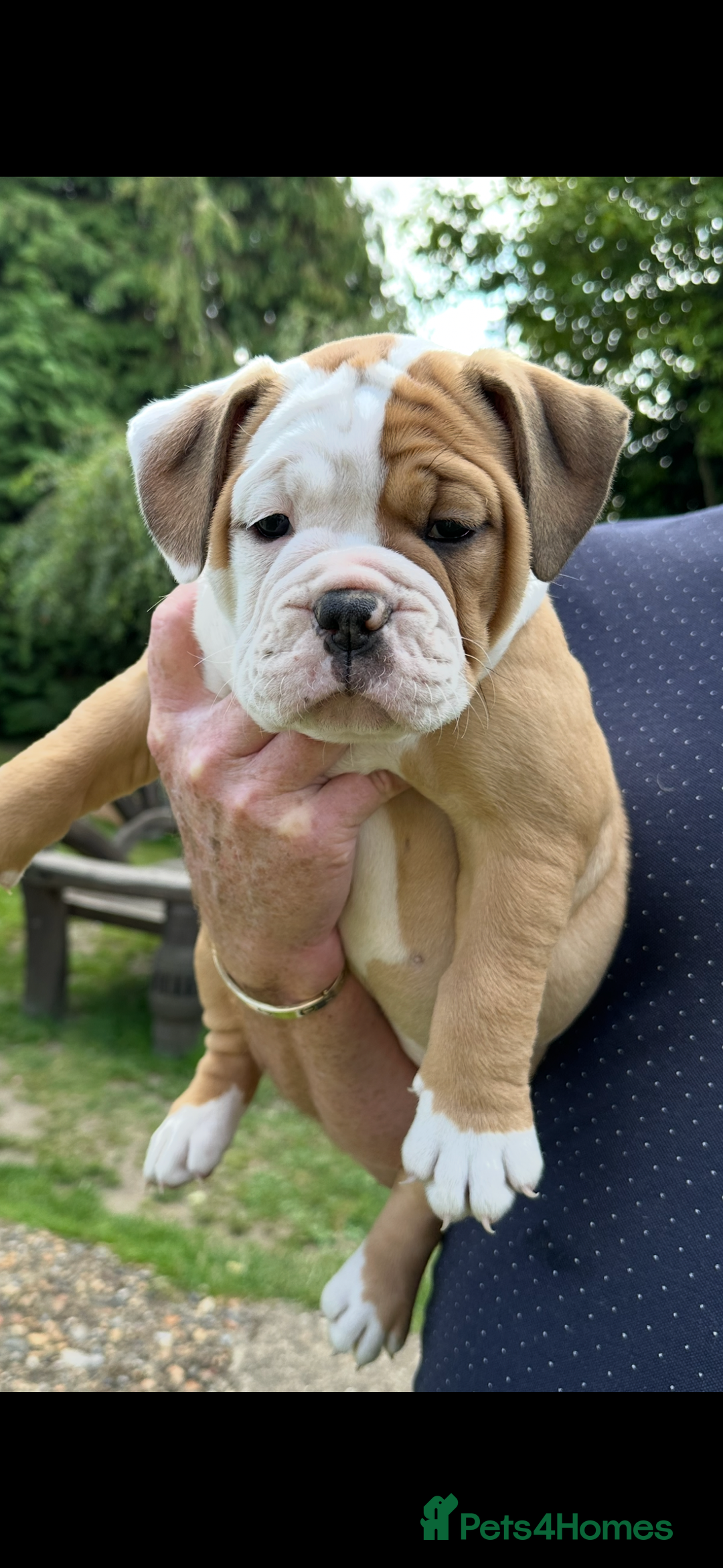 Old Tyme Bulldog dogs for sale: **Chunky NEBBER OLD TYME BULLDOG** - Image 3