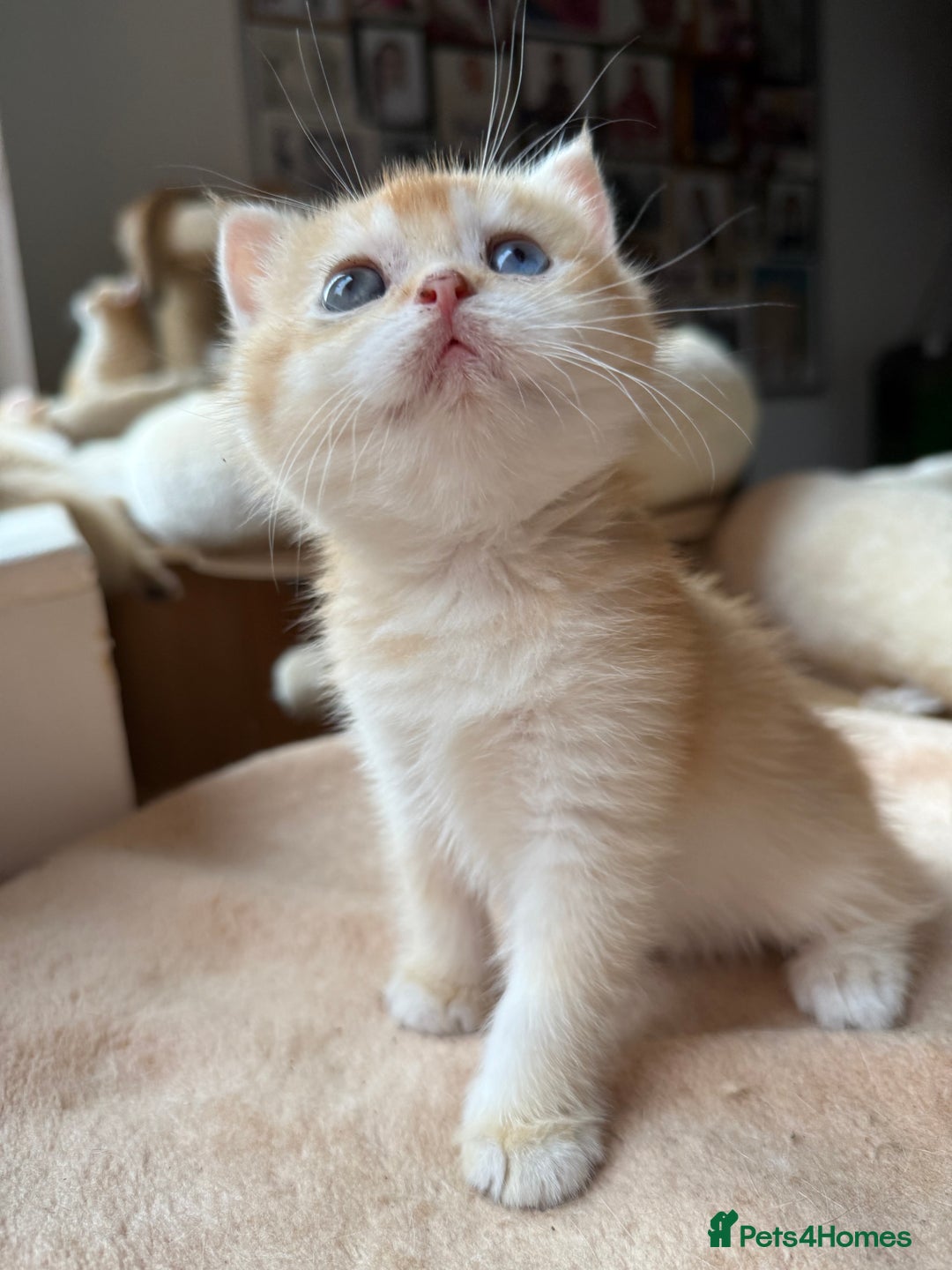 British Shorthair cats for sale: GCCF reg BSH Chocolate and Black Golden Kittens - Advert 31