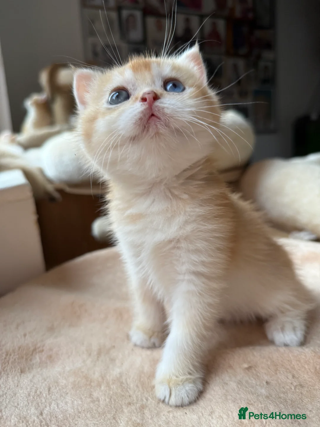 British Shorthair cats for sale: GCCF reg BSH Last Black Golden Female Kitten - Advert 28