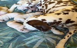 Dalmatian dogs for sale: Gorgeous chunky healthy Dalmatian puppies  - Image 16