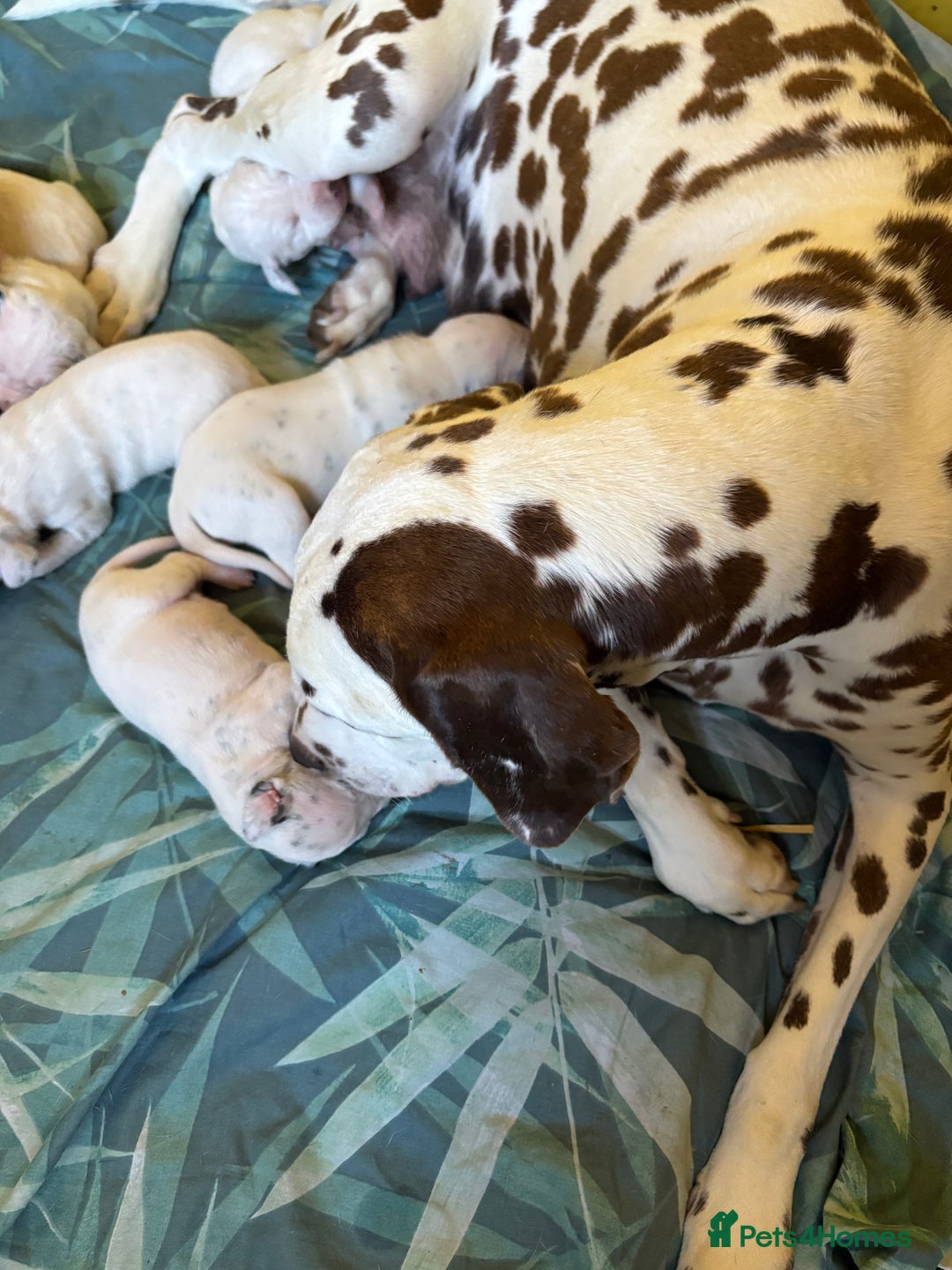Dalmatian dogs for sale: Gorgeous chunky healthy Dalmatian puppies  - Image 16