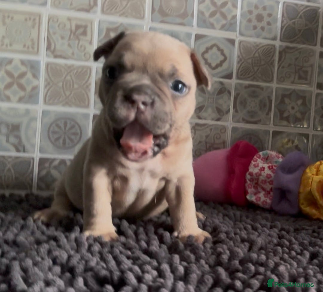 Mixed Breed dogs for sale: Staffie/Frenchie pups - Image 14