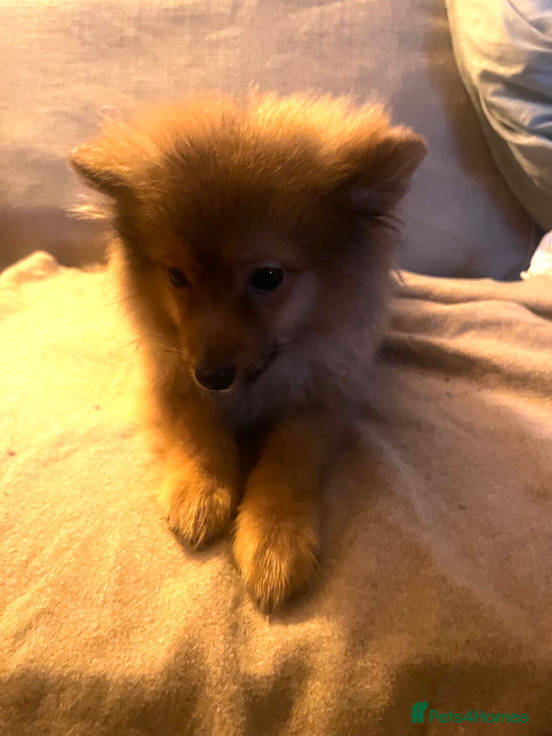 Mixed Breed dogs for sale: Forever Home Wanted  - Advert 12