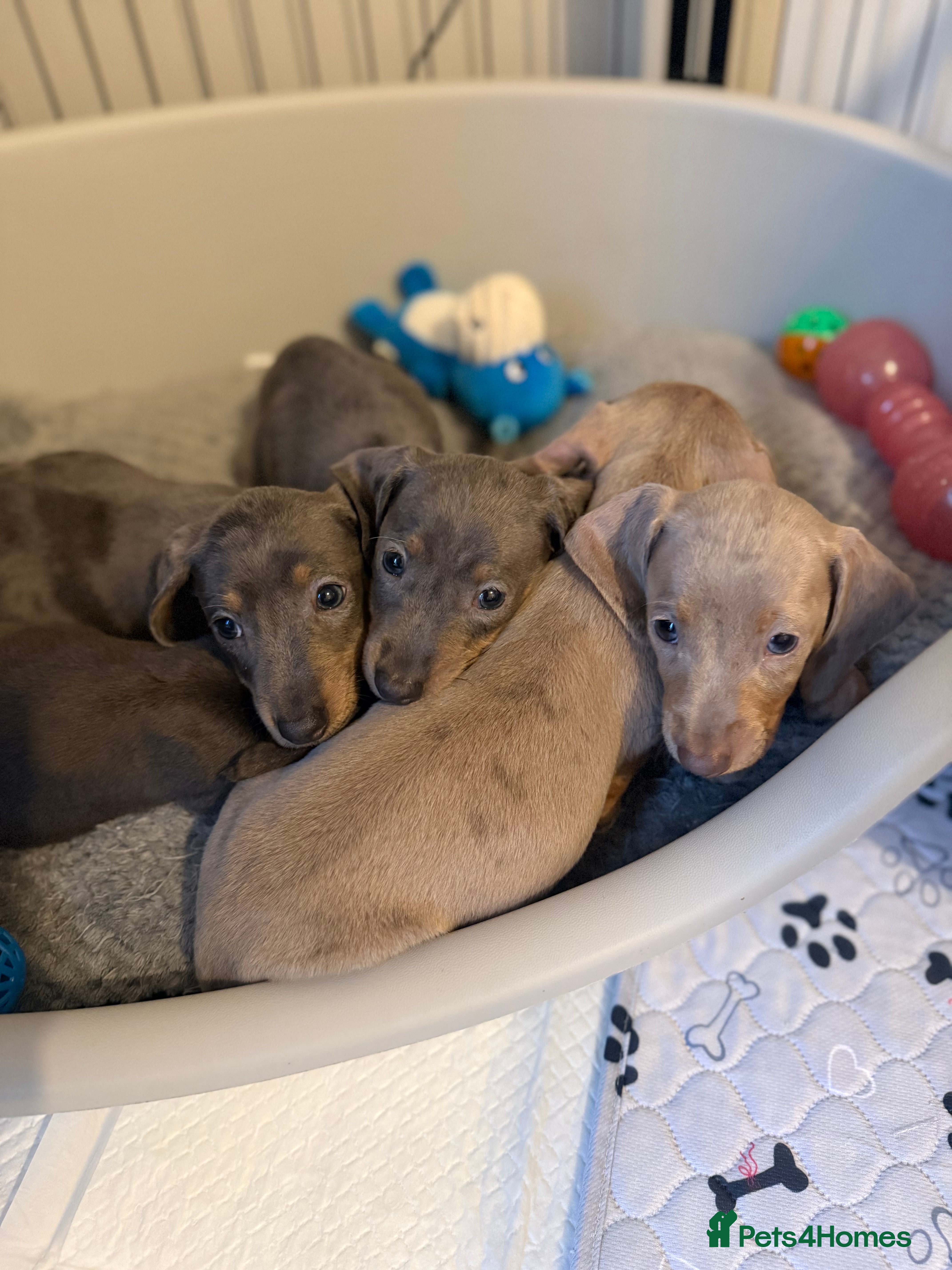 Miniature Dachshund dogs KC Registered Miniature Dachshunds - Advert 12