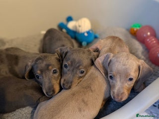 Miniature Dachshund dogs KC Registered Miniature Dachshunds - Advert 12