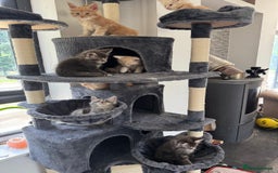 Maine Coon cats for sale: Full pedigree Maine Coon Kittens - Image 6