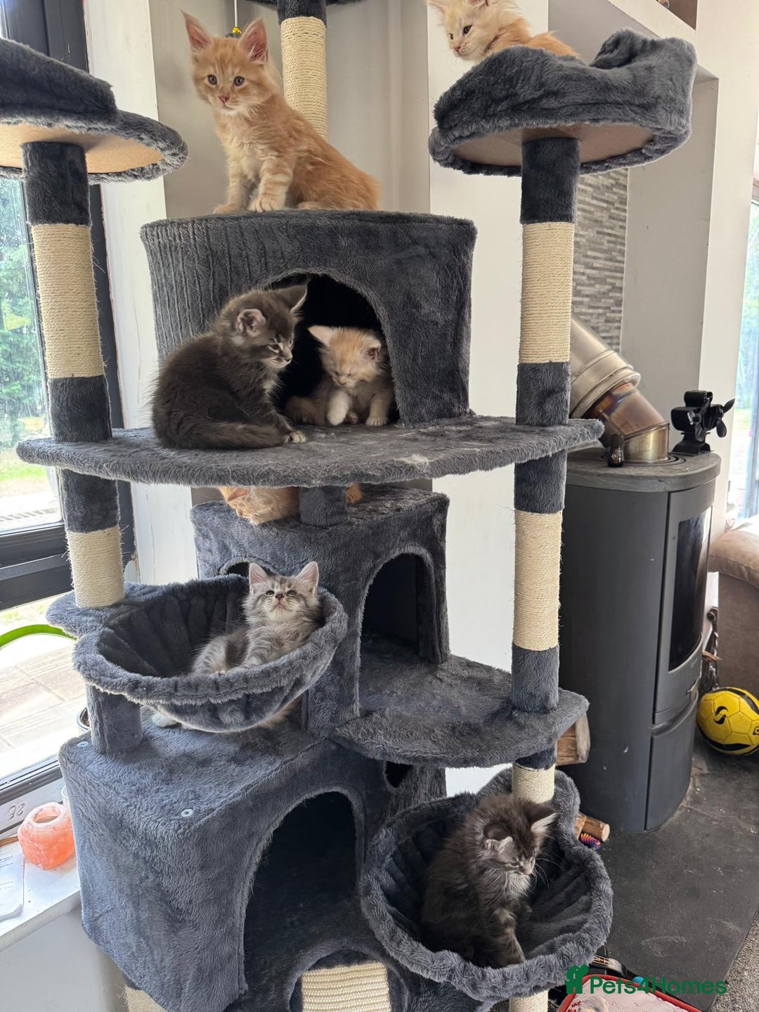 Maine Coon cats for sale: Full pedigree Maine Coon Kittens - Image 6