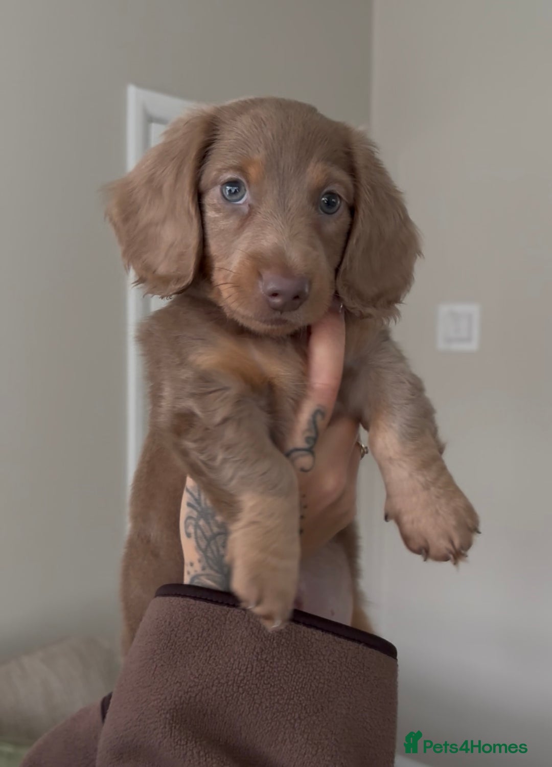 Miniature Dachshund dogs for sale: Beautiful long haired miniature dachshund male - Image 1