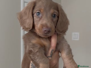 Miniature Dachshund dogs for sale - Advert 1