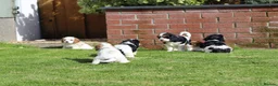Cavachon dogs for sale: Beautiful Cavachon puppies for sale - Advert 27