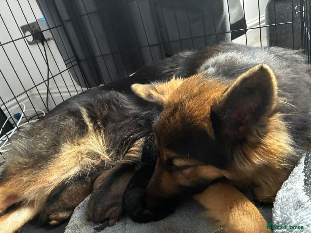 German Shepherd dogs for sale: Long hair german shepherd  - Advert 1