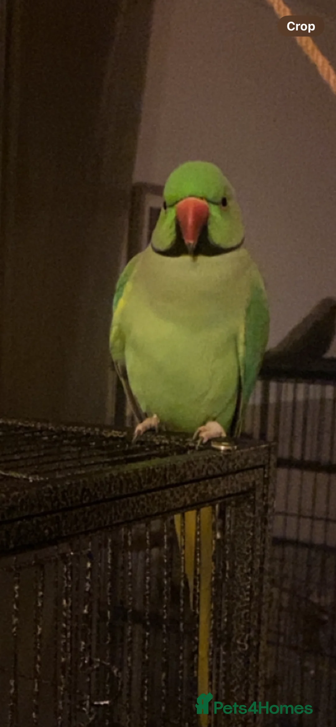 Ringnecks birds for sale: Indian ring neck  in Elgin - Advert 3