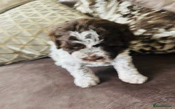 Lagotto Romagnolo dogs for sale: MULTI INTERNATIONAL CHAMPION GRANDPARENTS - Image 4
