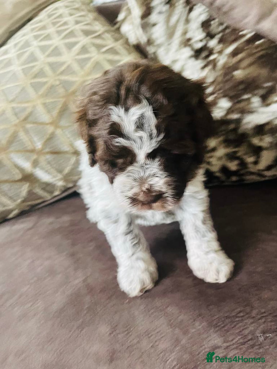 Lagotto Romagnolo dogs for sale: MULTI INTERNATIONAL CHAMPION GRANDPARENTS - Image 4