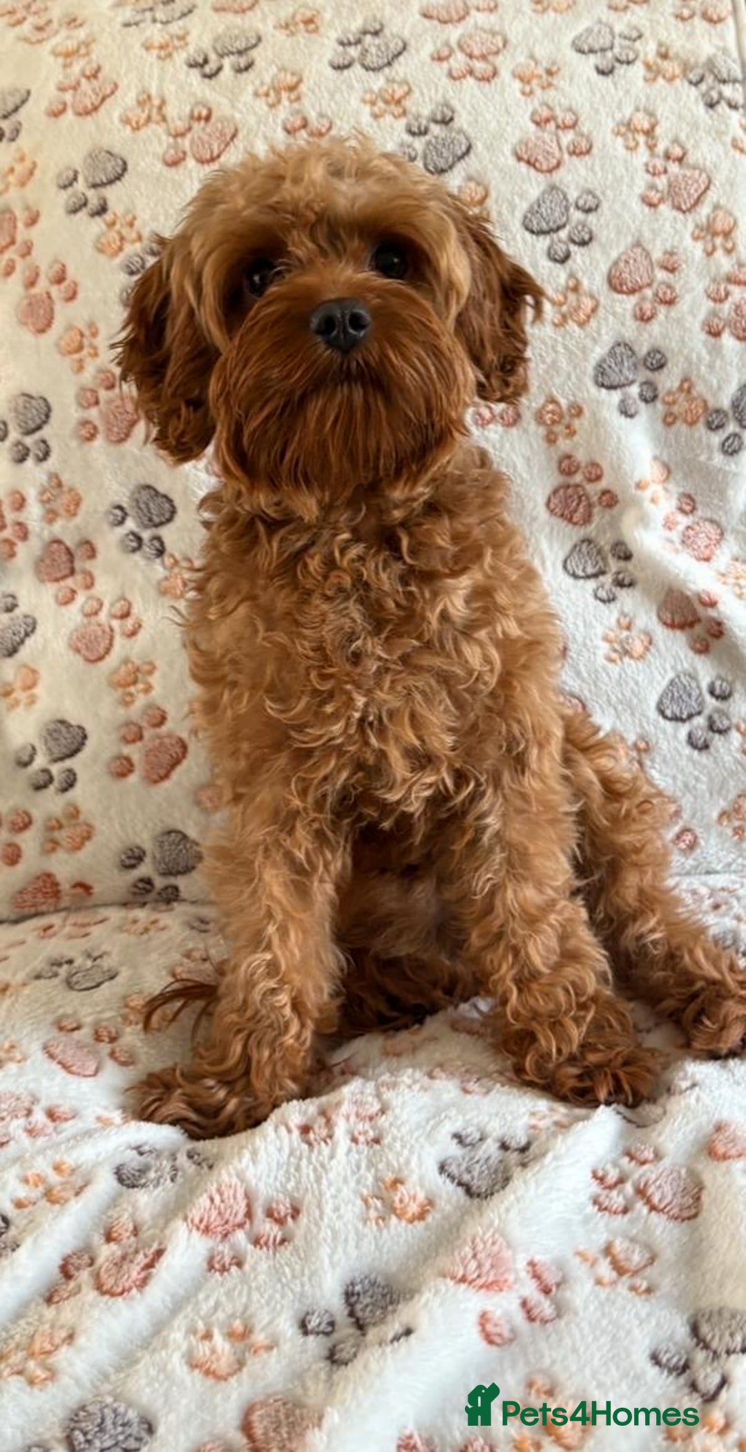 Mixed Breed dogs for sale: Adorable Cavapoochon x Cavapoo Puppies  - Image 14